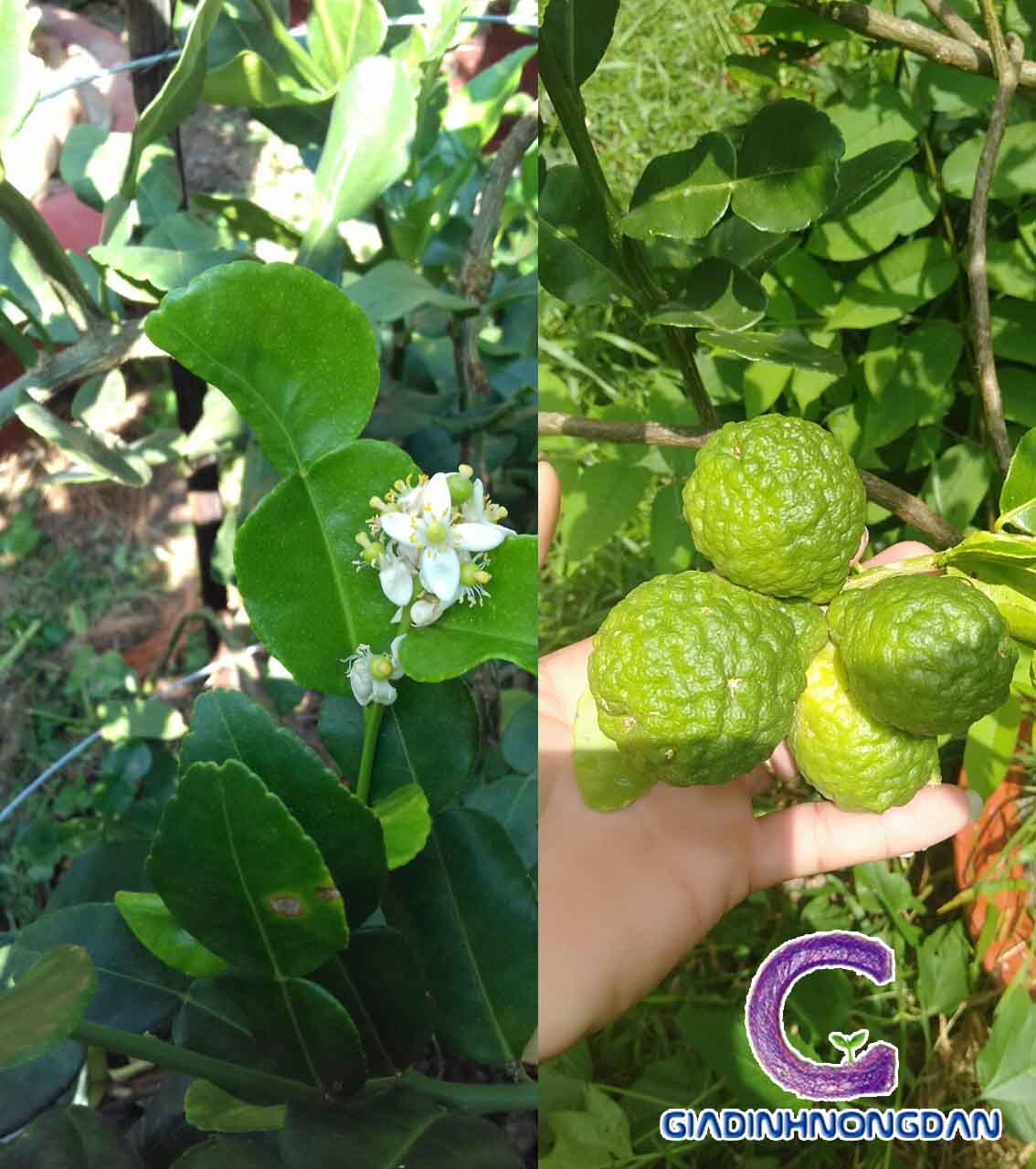 Cây Giống Chanh Thái Cây Giống Chanh Thái