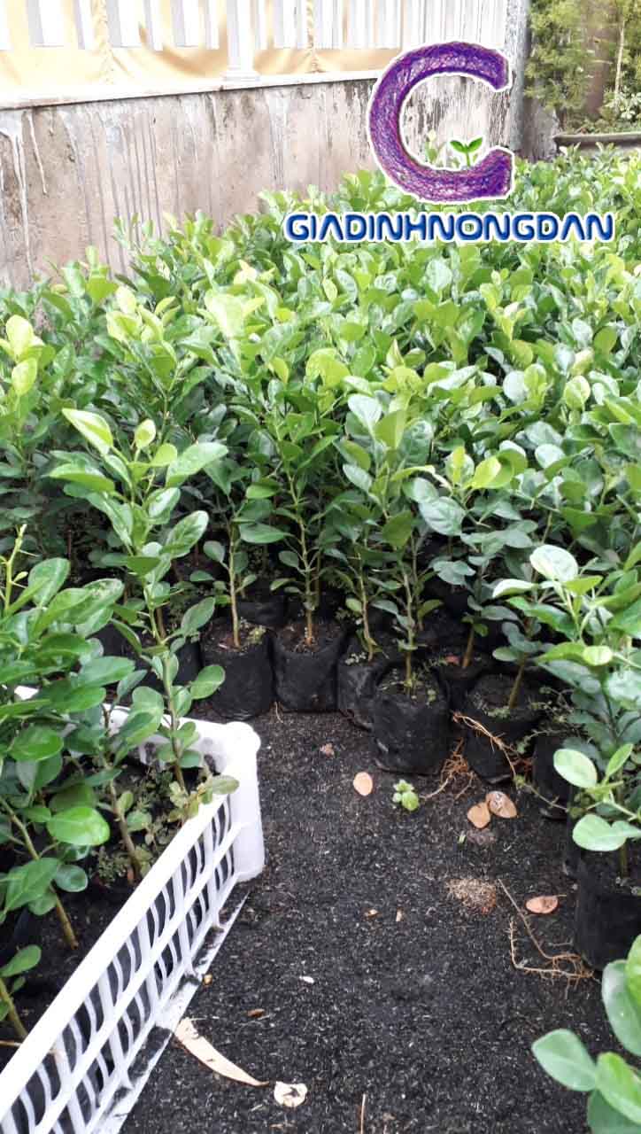 Cây Giống Chanh Thái Cây Giống Chanh Thái