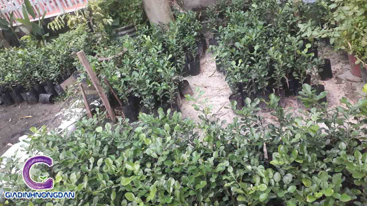 Cây Giống Chanh Thái Cây Giống Chanh Thái