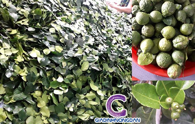 Cây Giống Chanh Thái Cây Giống Chanh Thái