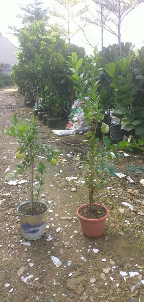Cây Chanh Vàng Mỹ Eureka Cây Chanh Vàng Mỹ Eureka