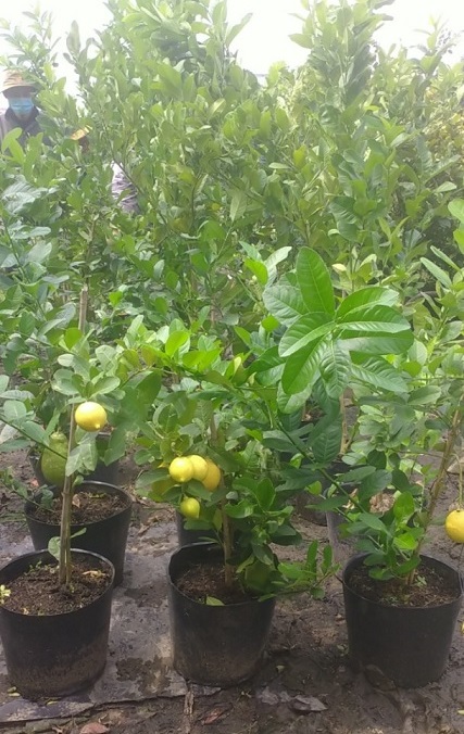 Cây Chanh Vàng Mỹ Eureka Cây Chanh Vàng Mỹ Eureka