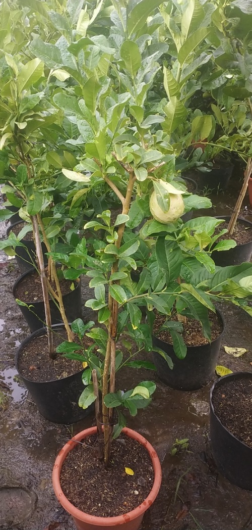 Cây Chanh Vàng Mỹ Eureka Cây Chanh Vàng Mỹ Eureka