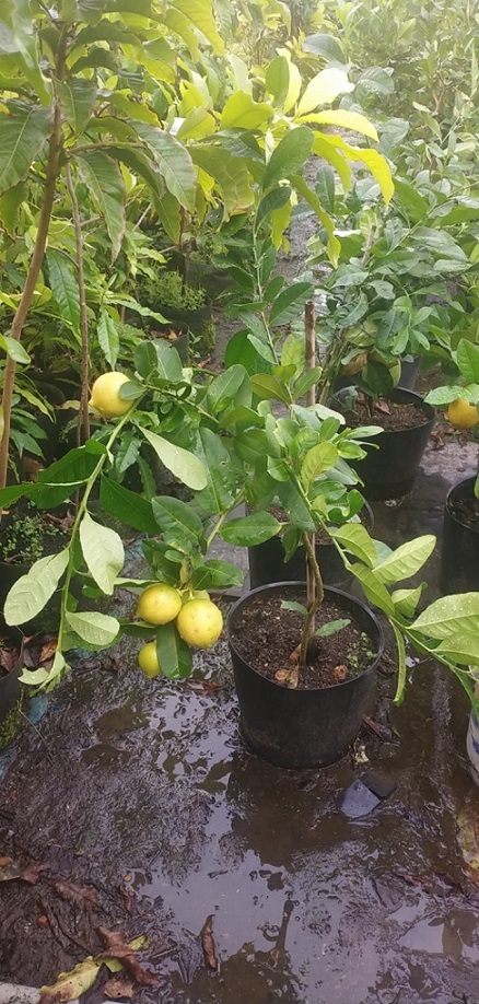 Cây Chanh Vàng Mỹ Eureka Cây Chanh Vàng Mỹ Eureka