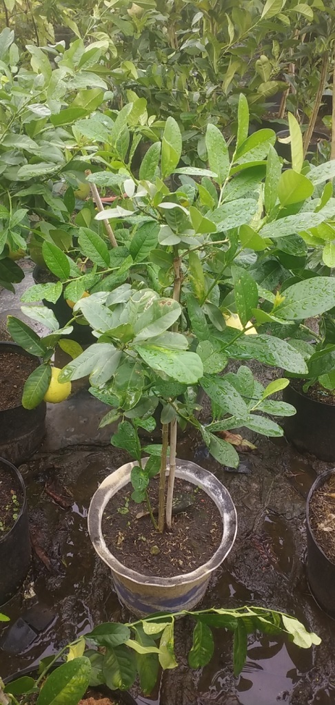 Cây Chanh Vàng Mỹ Eureka Cây Chanh Vàng Mỹ Eureka