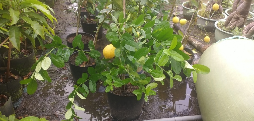 Cây Chanh Vàng Mỹ Eureka Cây Chanh Vàng Mỹ Eureka