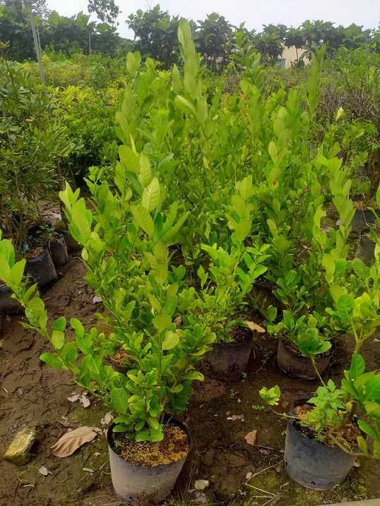 Cây Chanh Vàng Mỹ Eureka Cây Chanh Vàng Mỹ Eureka