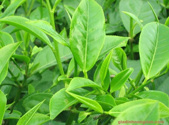 Cây Chè Xanh Giống Cây Chè Xanh Giống