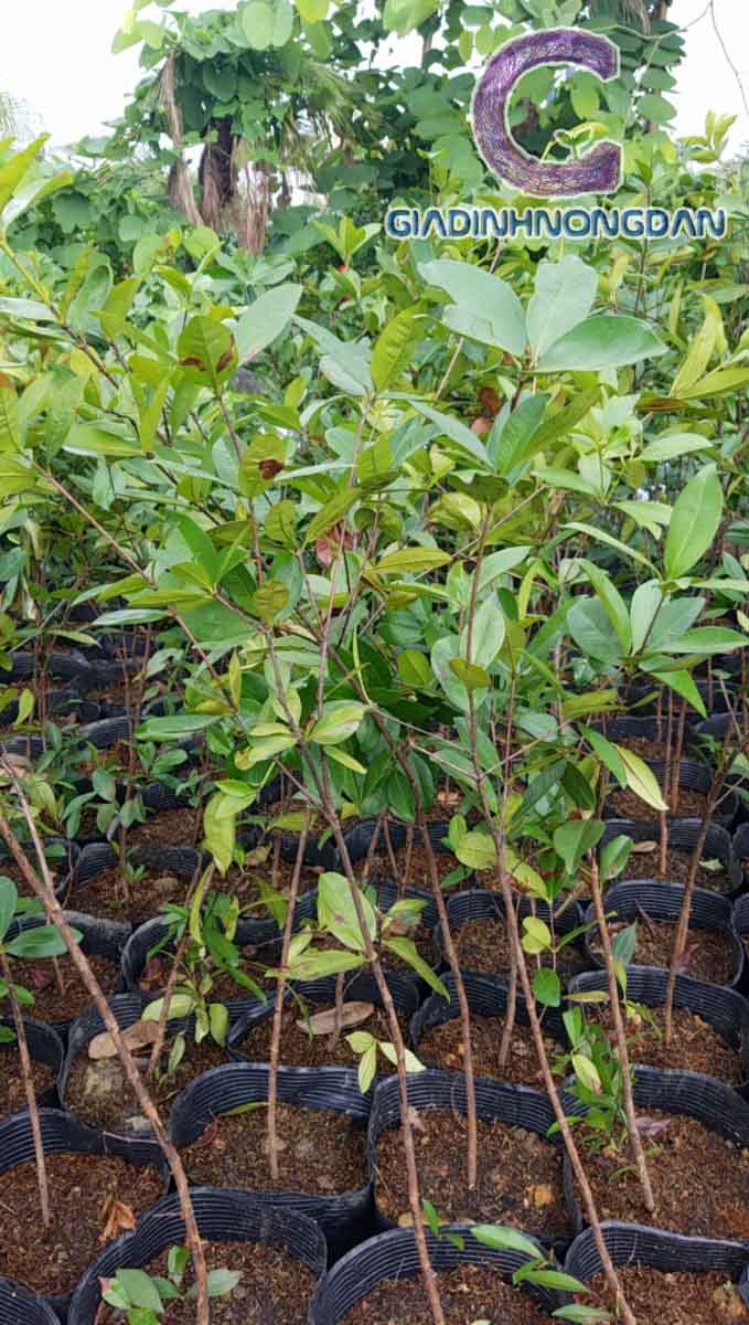 Cây Cherry Brazil Cây Cherry Brazil