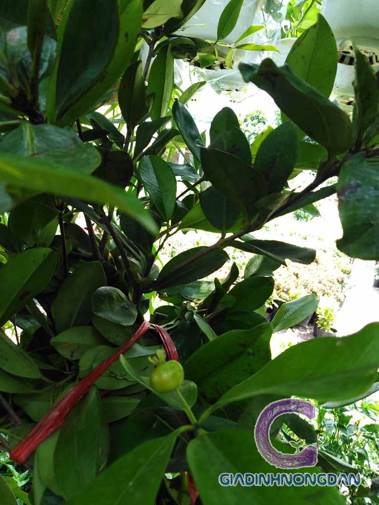 Cây Cherry Brazil Cây Cherry Brazil