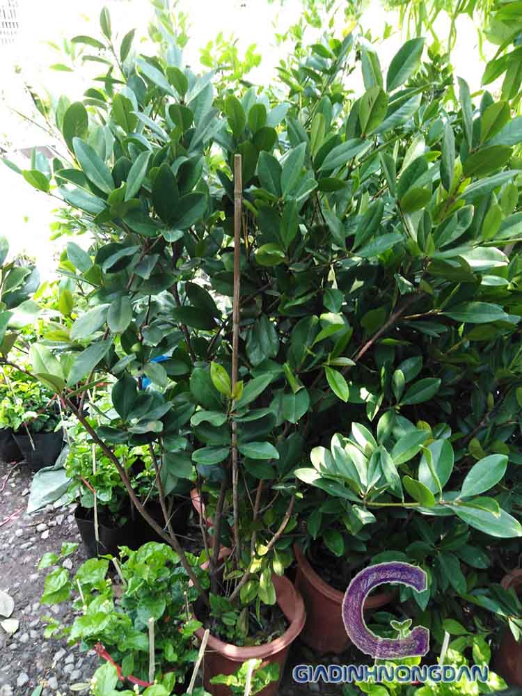 Cây Cherry Brazil Cây Cherry Brazil