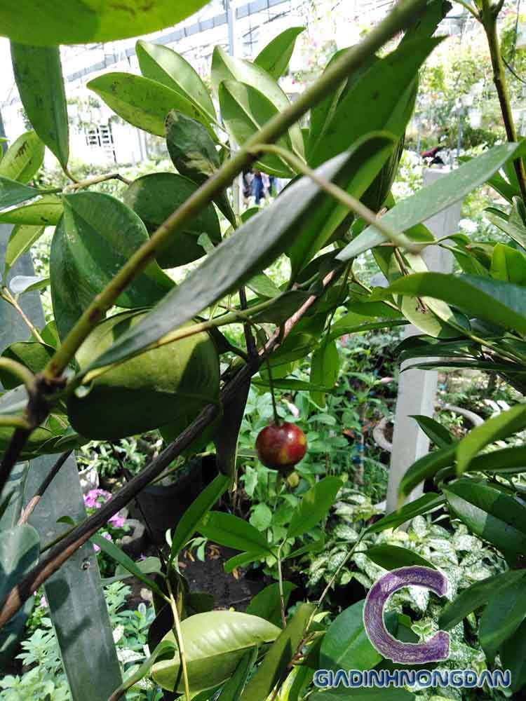 Cây Cherry Brazil Cây Cherry Brazil