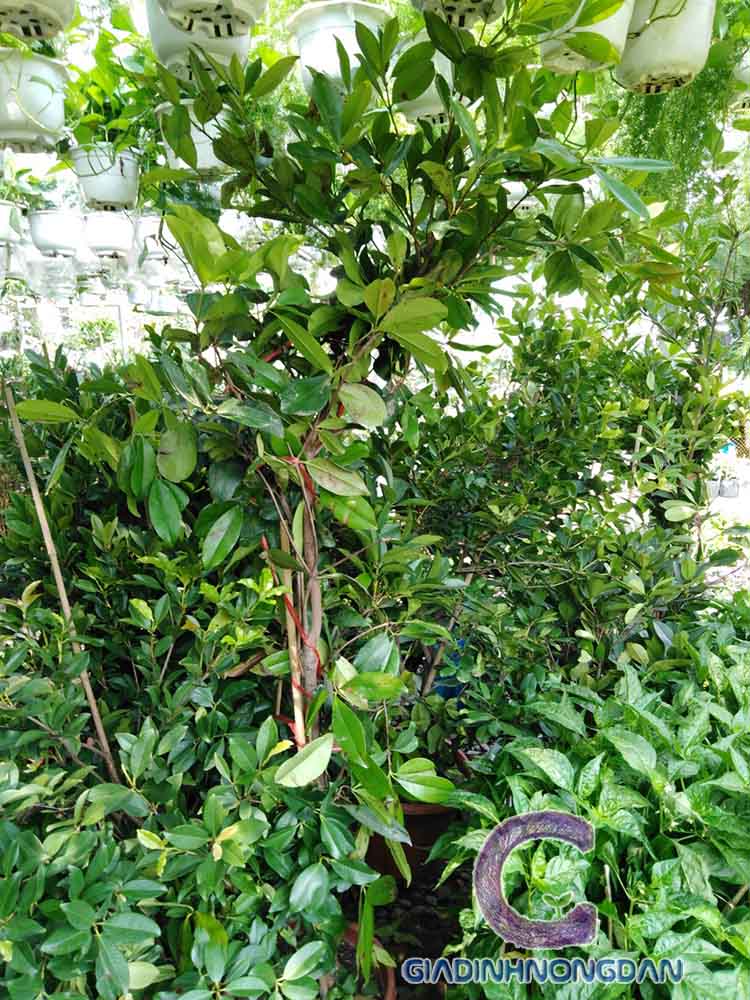 Cây Cherry Brazil Cây Cherry Brazil