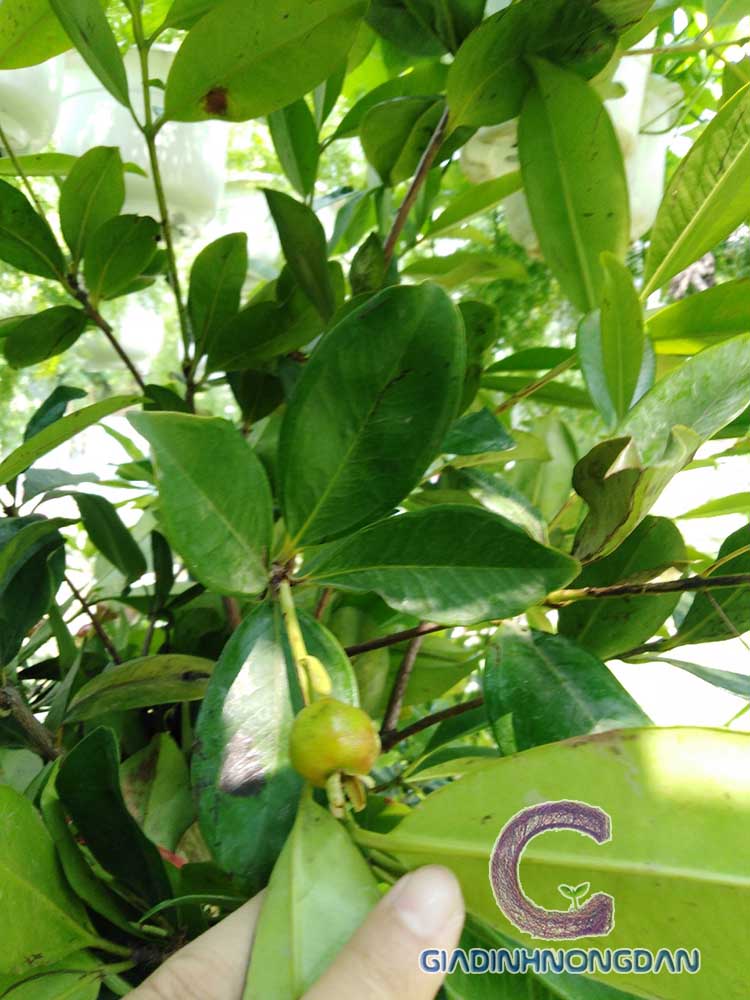 Cây Cherry Brazil Cây Cherry Brazil