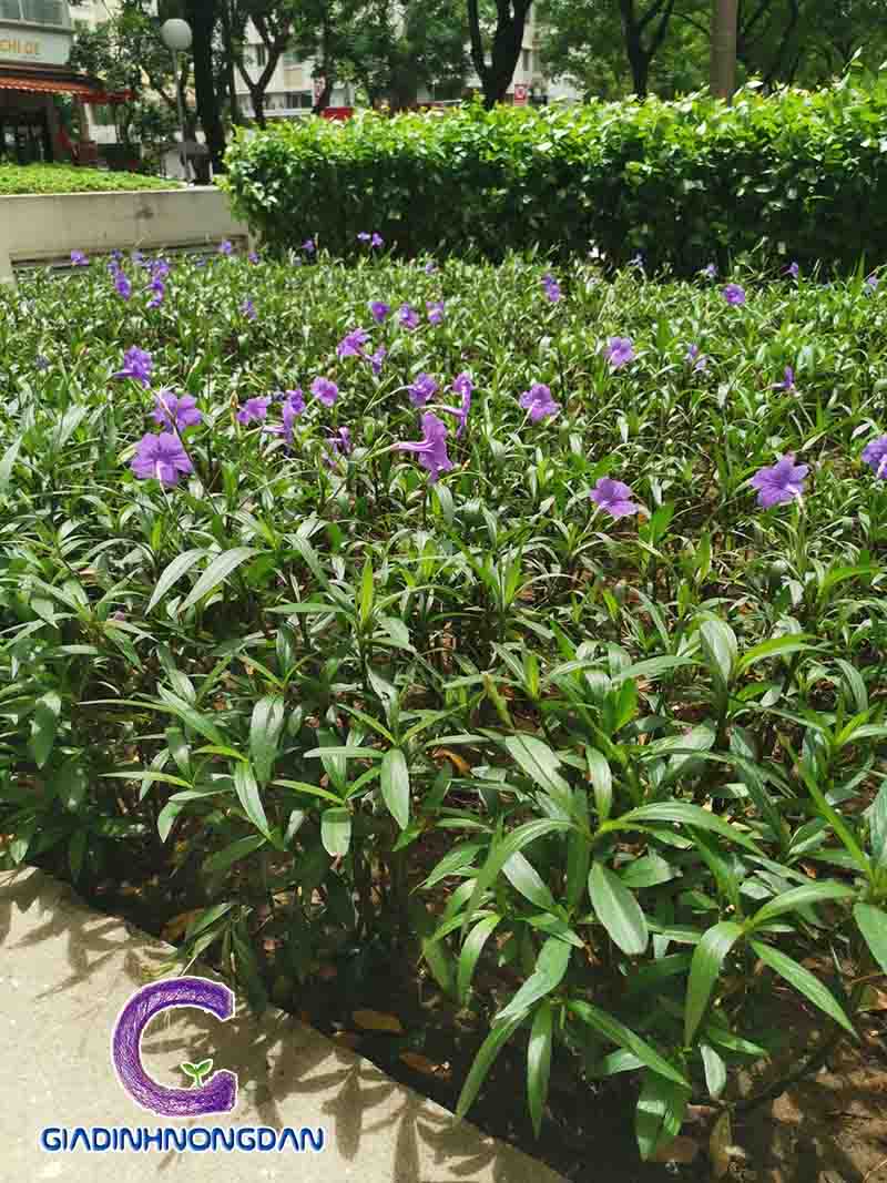 Cây Hoa Chiều Tím