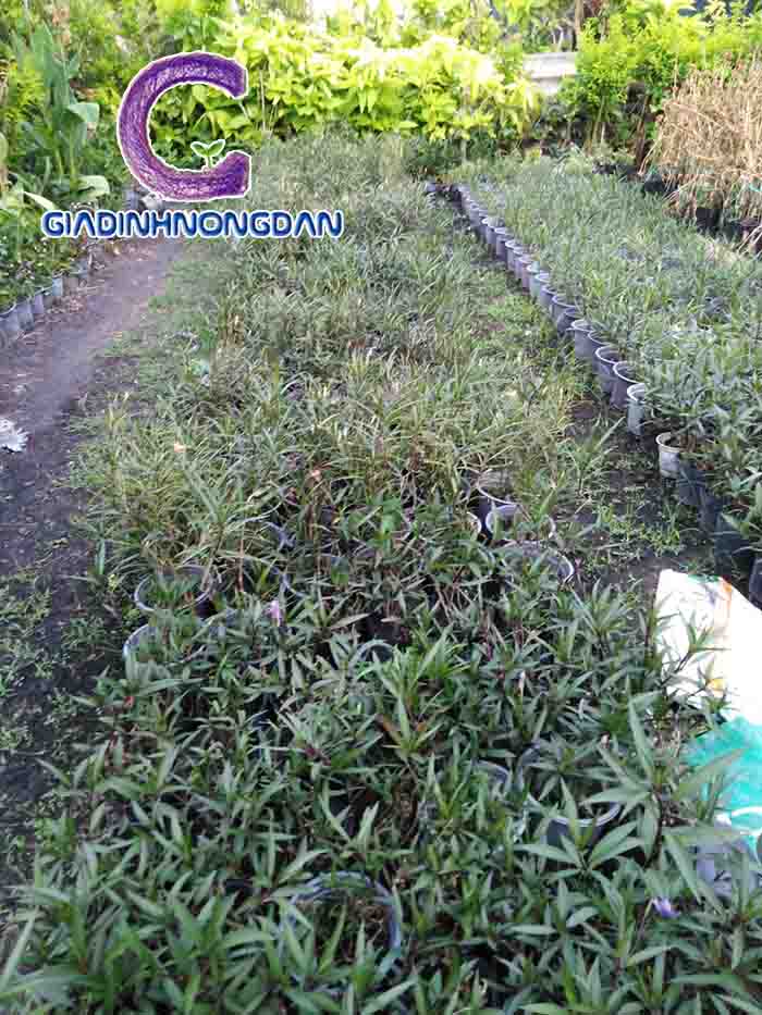 Cây Hoa Chiều Tím