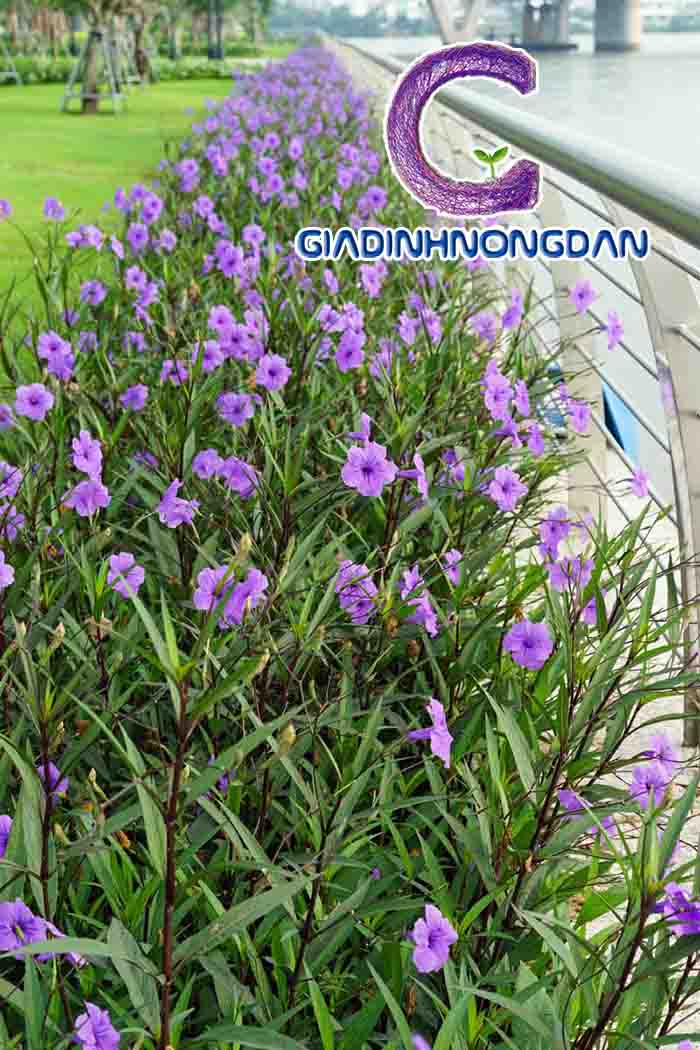Cây Hoa Chiều Tím