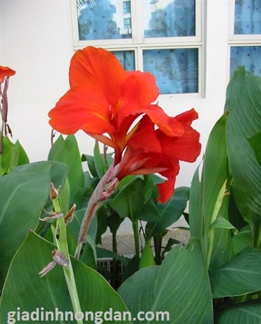 Cây Chuối Hoa Lai Cây Chuối Hoa Lai