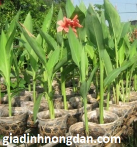 Cây Chuối Hoa Lai Cây Chuối Hoa Lai