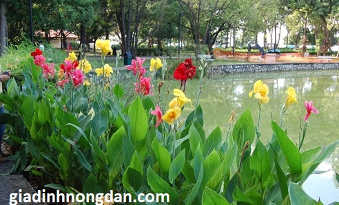 Cây Chuối Hoa Lai Cây Chuối Hoa Lai