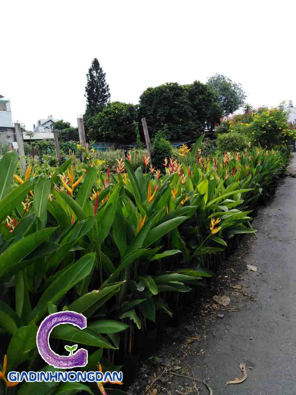 Cây Chuối Mỏ Két Cây Chuối Mỏ Két