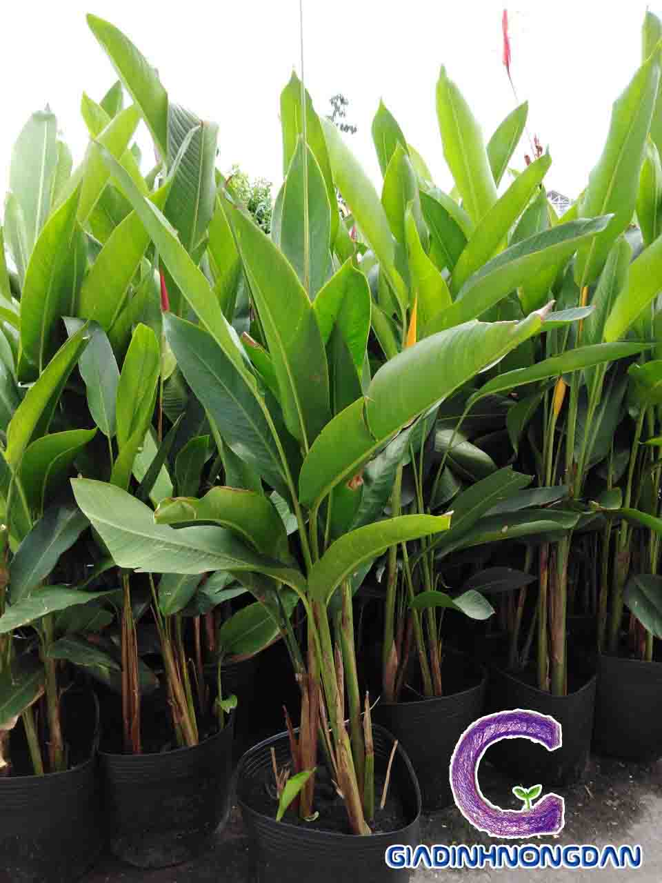 Cây Chuối Mỏ Két Cây Chuối Mỏ Két