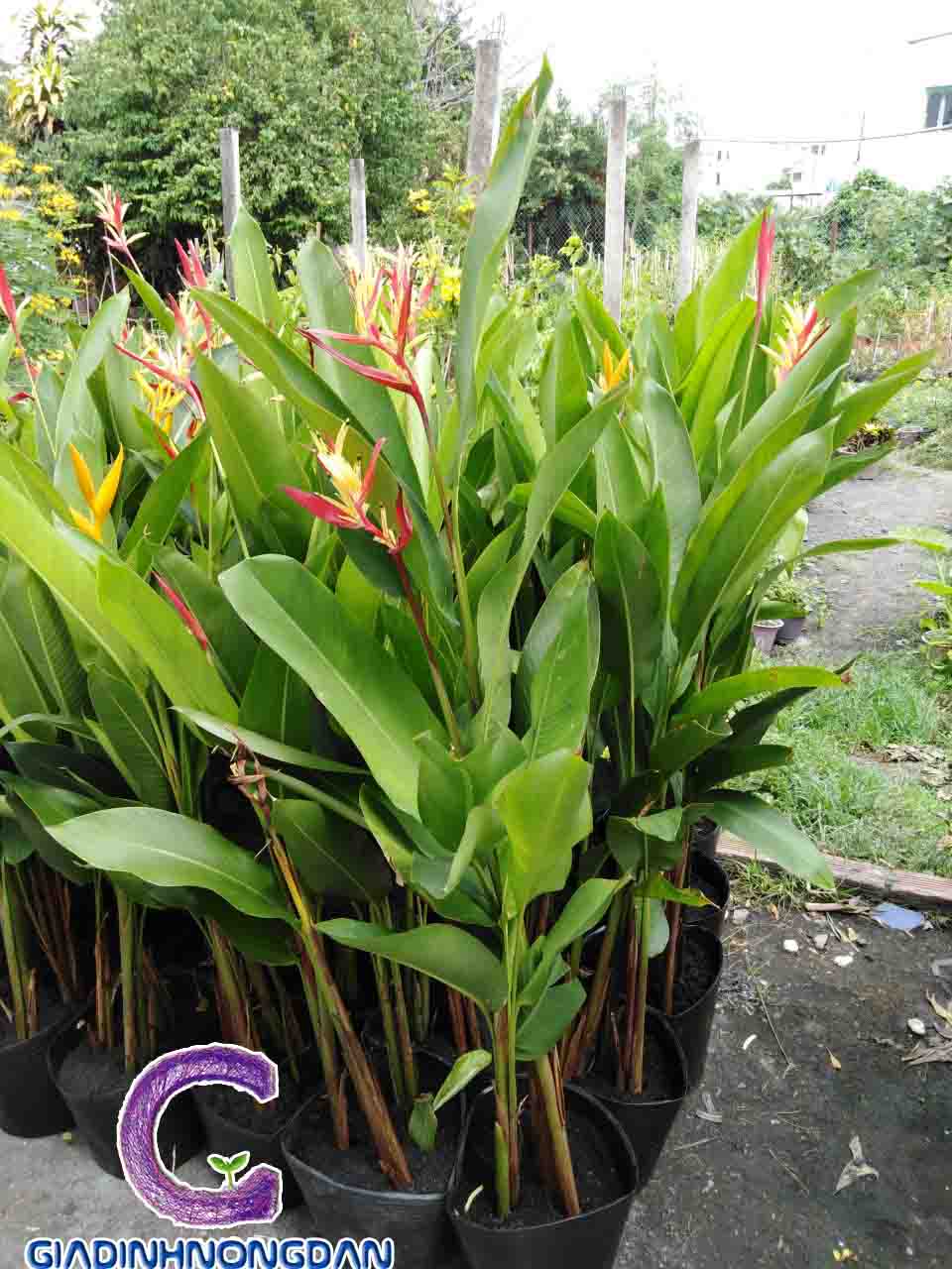 Cây Chuối Mỏ Két Cây Chuối Mỏ Két