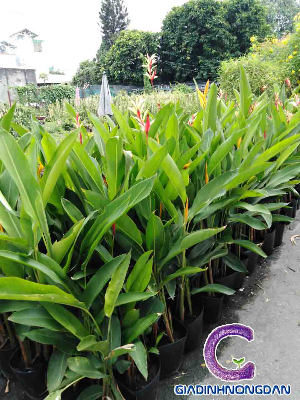 Cây Chuối Mỏ Két Cây Chuối Mỏ Két