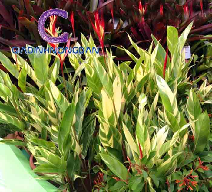 Cây Chuối Mỏ Két Cẩm Thạch Cây Chuối Mỏ Két Cẩm Thạch