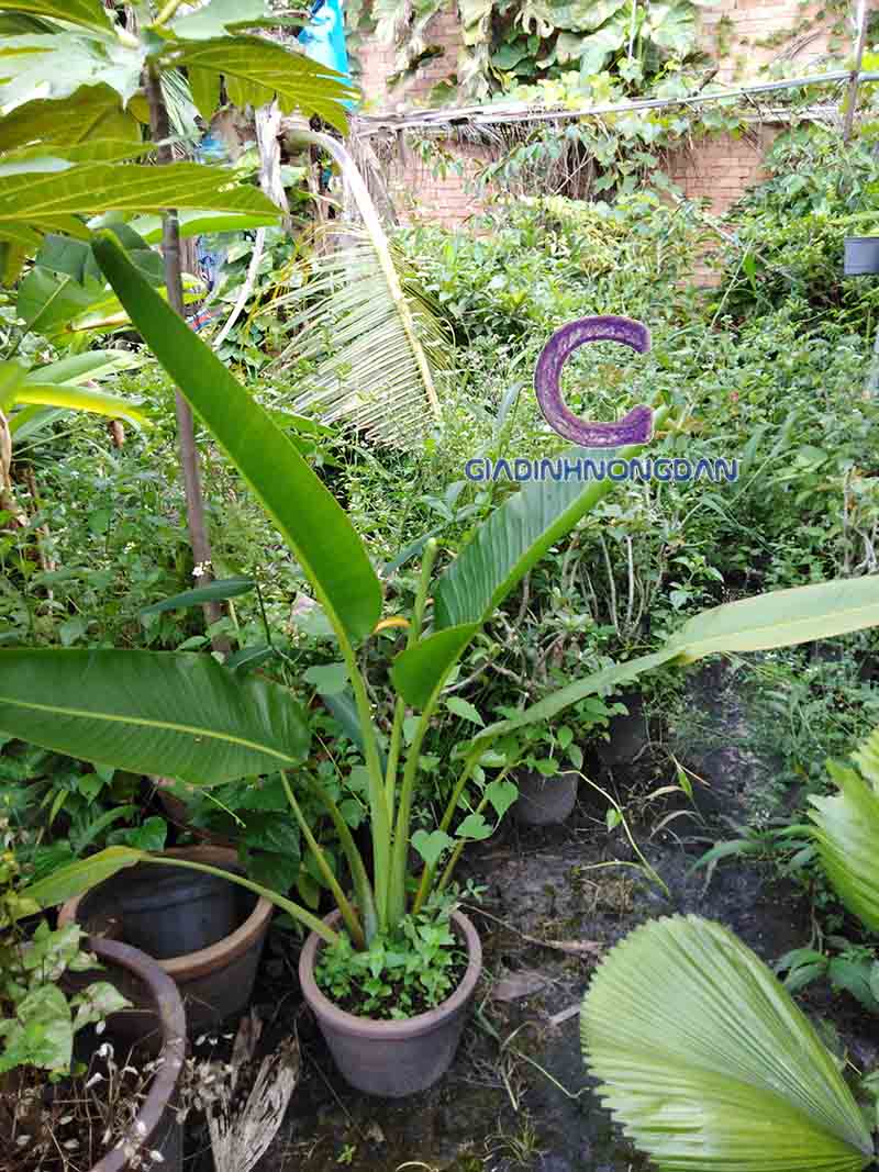 Cây Chuối Rẻ Quạt