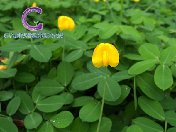 Cây Cỏ Đậu (Hoa lạc) Cây Cỏ Đậu (Hoa lạc)