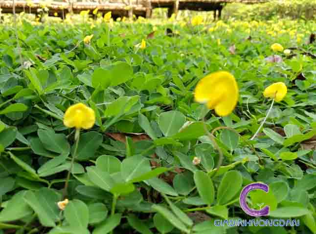 Cây Cỏ Đậu (Hoa lạc) Cây Cỏ Đậu (Hoa lạc)