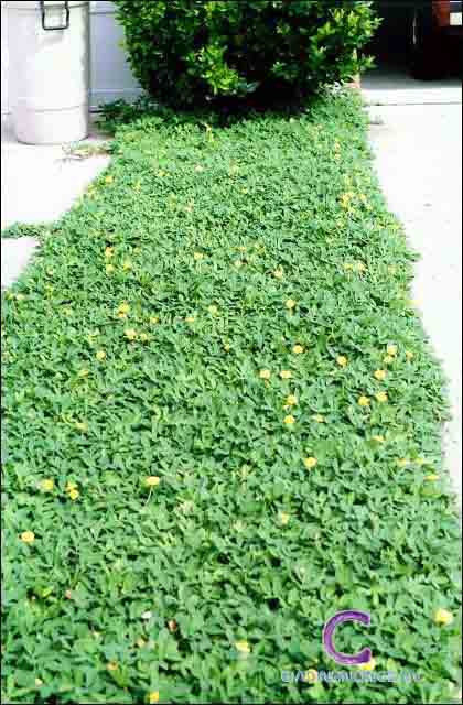 Cây Cỏ Đậu (Hoa lạc) Cây Cỏ Đậu (Hoa lạc)