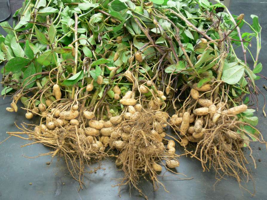 Cây Cỏ Đậu (Hoa lạc) Cây Cỏ Đậu (Hoa lạc)