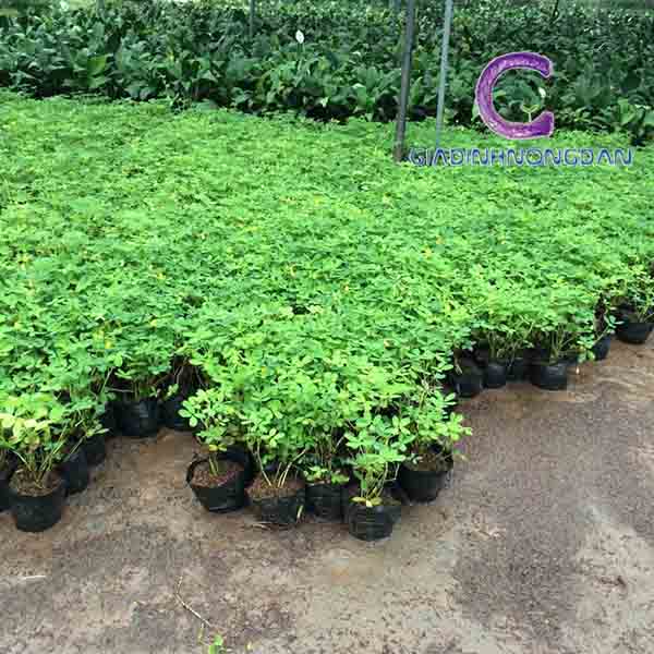 Cây Cỏ Đậu (Hoa lạc) Cây Cỏ Đậu (Hoa lạc)