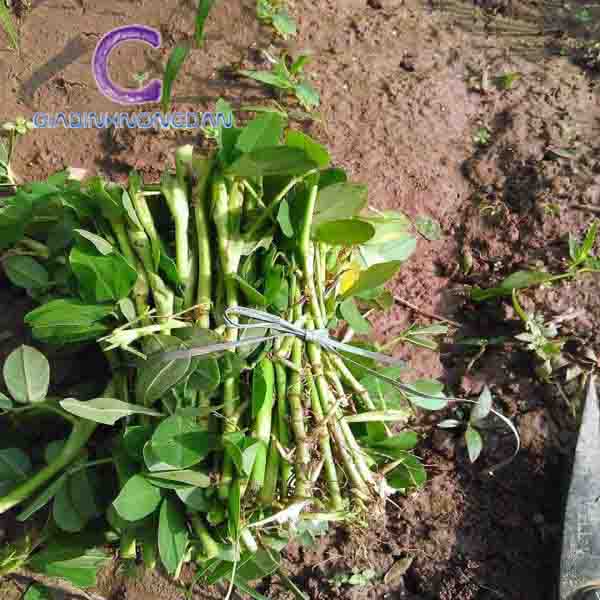 Cây Cỏ Đậu (Hoa lạc) Cây Cỏ Đậu (Hoa lạc)