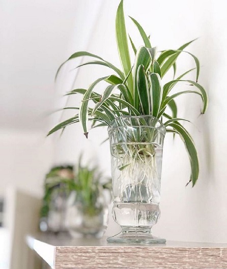 Chậu Cỏ Lan Chi Trồng Nước