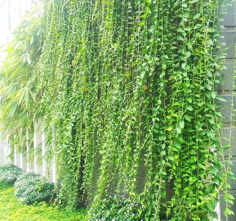 Trồng cây Cúc tần Ấn Độ tại nhà