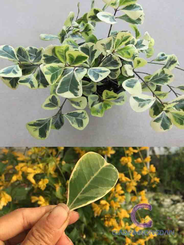 Chậu Cây Đa Tam Phúc Chậu Cây Đa Tam Phúc