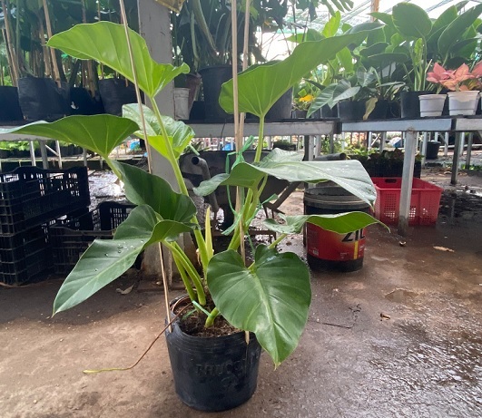 Chậu Cây Đại Hoàng Phú Chậu Cây Đại Hoàng Phú