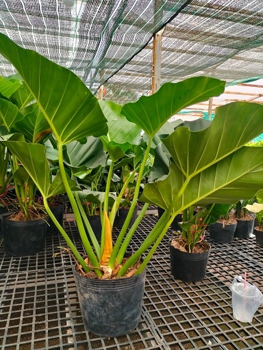 Chậu Cây Đại Hoàng Phú Chậu Cây Đại Hoàng Phú