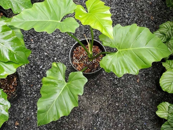 Chậu Cây Đại Hoàng Phú Chậu Cây Đại Hoàng Phú