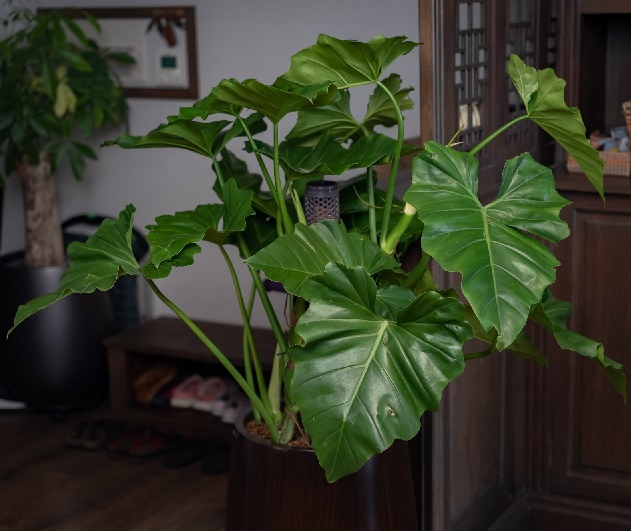 Chậu Cây Đại Hoàng Phú Chậu Cây Đại Hoàng Phú