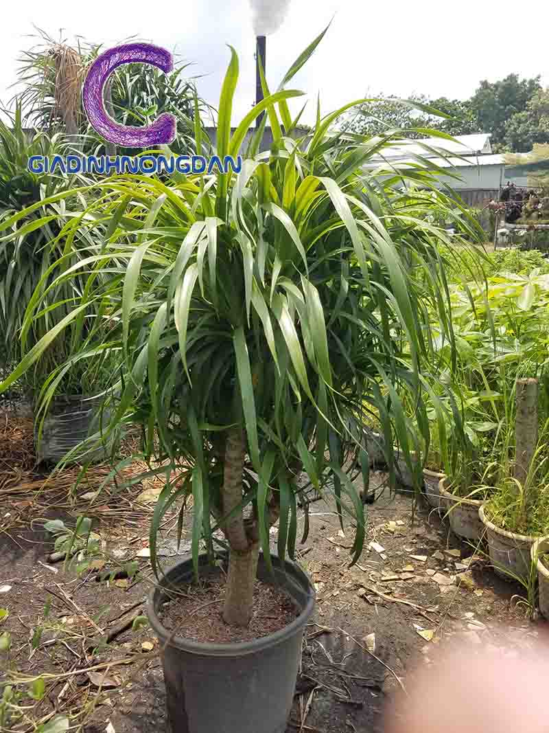 Cây Đại Lộc (Phát Tài Núi) Cây Đại Lộc (Phát Tài Núi)