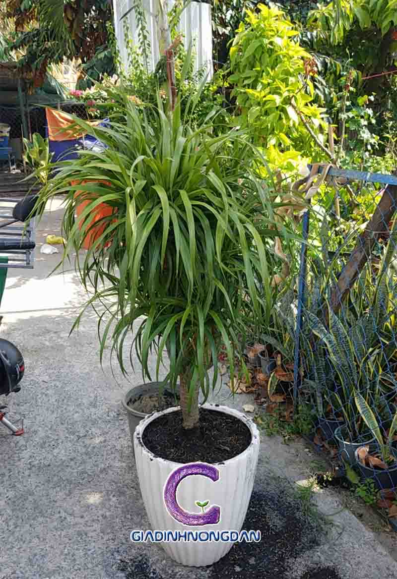 Cây Đại Lộc (Phát Tài Núi) Cây Đại Lộc (Phát Tài Núi)