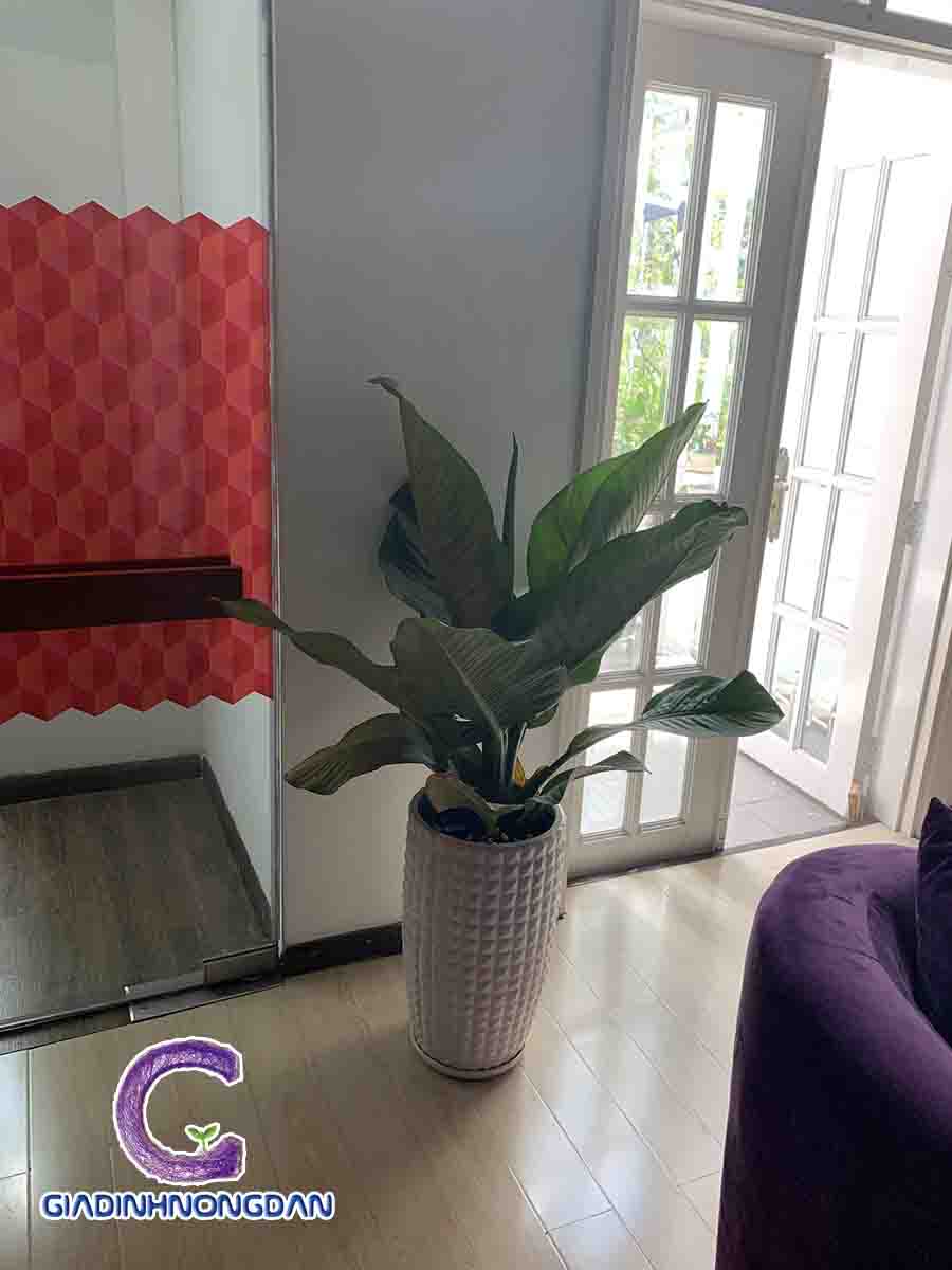 Cây đại phú gia Cây đại phú gia