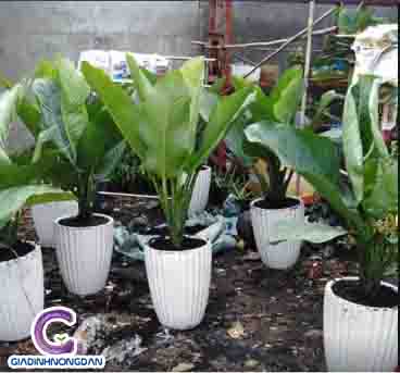 Cây đại phú gia Cây đại phú gia