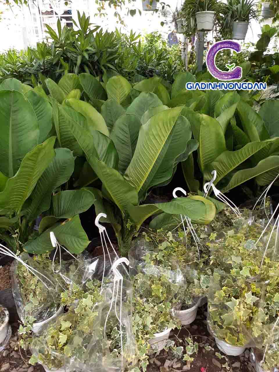 Cây đại phú gia Cây đại phú gia