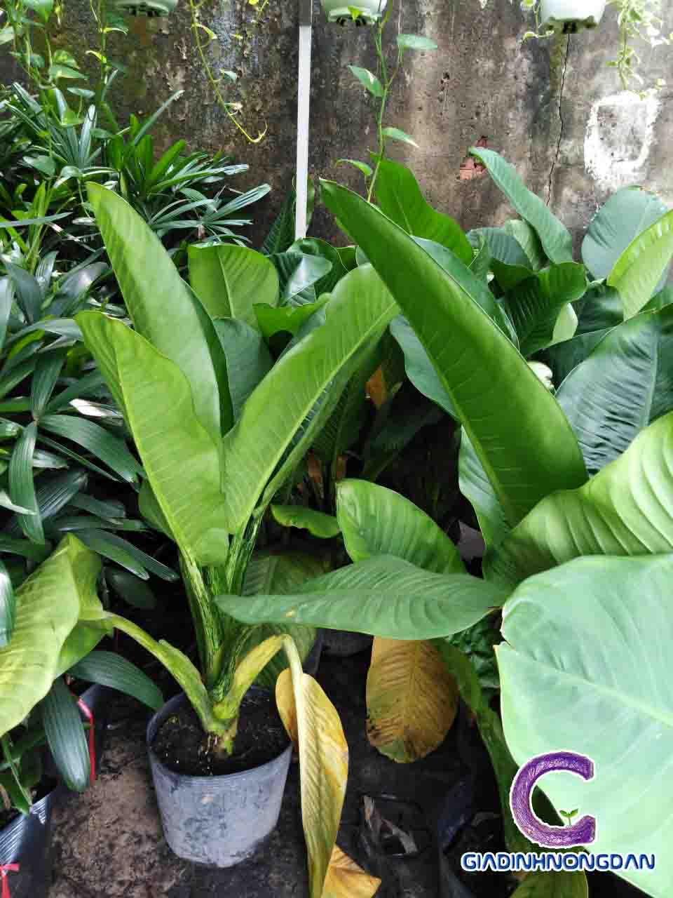 Cây đại phú gia Cây đại phú gia