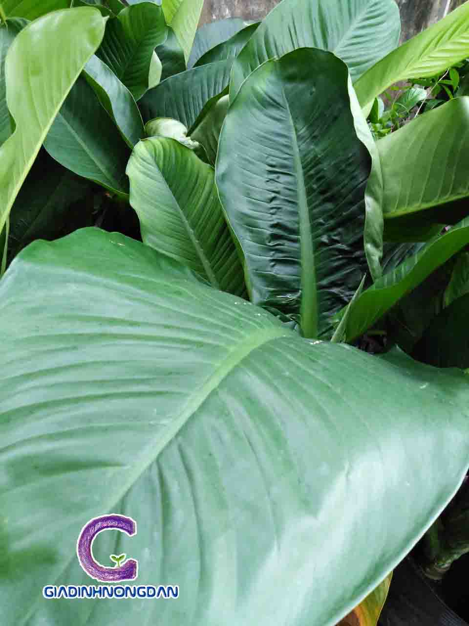Cây đại phú gia Cây đại phú gia